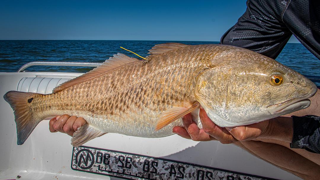 red drum